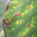 What are the Warning Signs of Potassium Deficiency?
