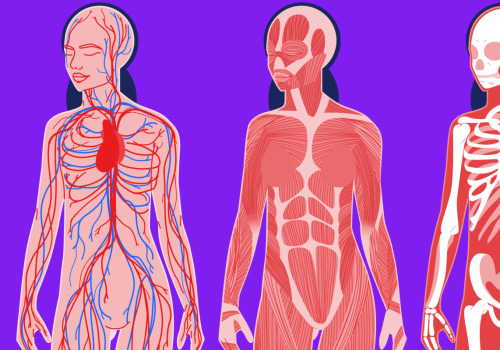 The Anatomy of a Healthy Lifestyle: A Guide to Understanding Your Body